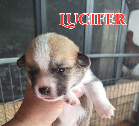 Chiots Welsh Corgi Pembroke 